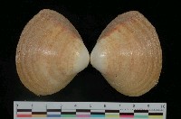 藏品(花斑馬珂蛤)的圖片